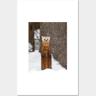 Pine Marten - Algonquin Park Posters and Art